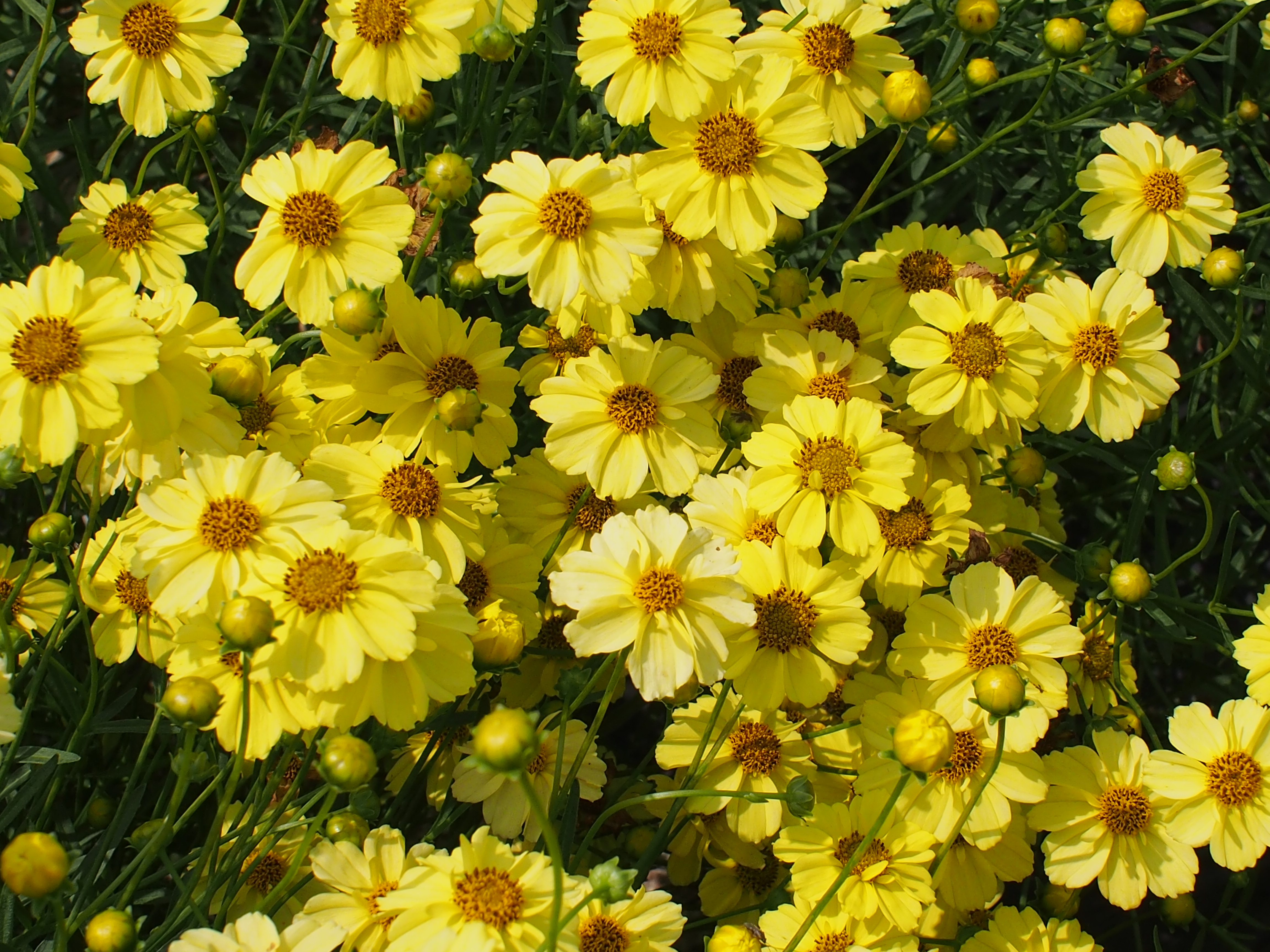 Coreopsis verticillata 'Lemon Park’